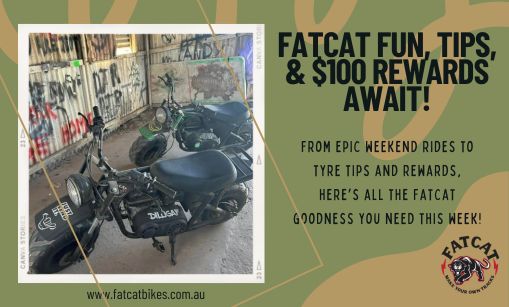 FatCat Fun, Tips, & $100 Rewards Await!