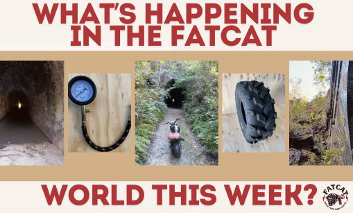 What’s Happening in the FatCat World This Week?